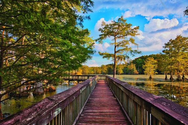 Boardwalk over Lake Chicot lined with cypress trees